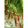 NECLUDA RZ F1 (72-CH0362) product photo view-3 S