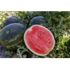 LUSITANA RZ F1 product photo view-2 S