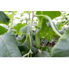 戴多星(22-03)Deltastar product photo view-4 S