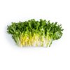 MERCURIAL RZ (11-FR2109) product photo view-3 S