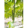 LOHENGRIN RZ F1 product photo front S