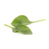 KINKAJOU RZ F1 (51-SL371) product photo front S