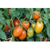 AMBURANA RZ F1  product photo view-4 S