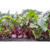 LIBERO RZ product photo view-4 S