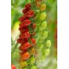 BENVOLIETTO RZ F1 product photo view-4 S