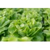 WALWIN RZ product photo front S