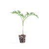 ESTORIL RZ F1 product photo front S
