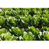 COVERUS RZ (41-CO7367) Knox™ product photo view-5 S