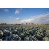 RESIMA RZ F1 product photo view-5 S