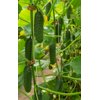 ILONARA RZ F1 product photo view-3 S
