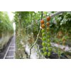 佛伦缇诺(72-163)Florantino product photo view-4 S