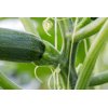 CALABONITA RZ F1 (23-126) product photo view-3 S