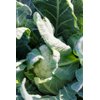 FLORTRES RZ product photo view-4 S