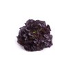 BONARDA RZ product photo view-4 S