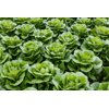 ZARATE RZ (41-CO1734) Knox™ product photo view-2 S