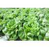 HALEWYN RZ product photo view-2 S