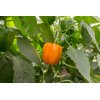 Сімпаті RZ F1 product photo view-4 S
