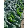 MADLENE RZ F1 product photo view-2 S