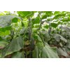 CAMAN RZ F1 product photo view-3 S