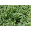 FRIDANAS RZ (45-IC2431) product photo view-2 S