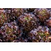 CONTRAI RZ (83-566) product photo view-2 S