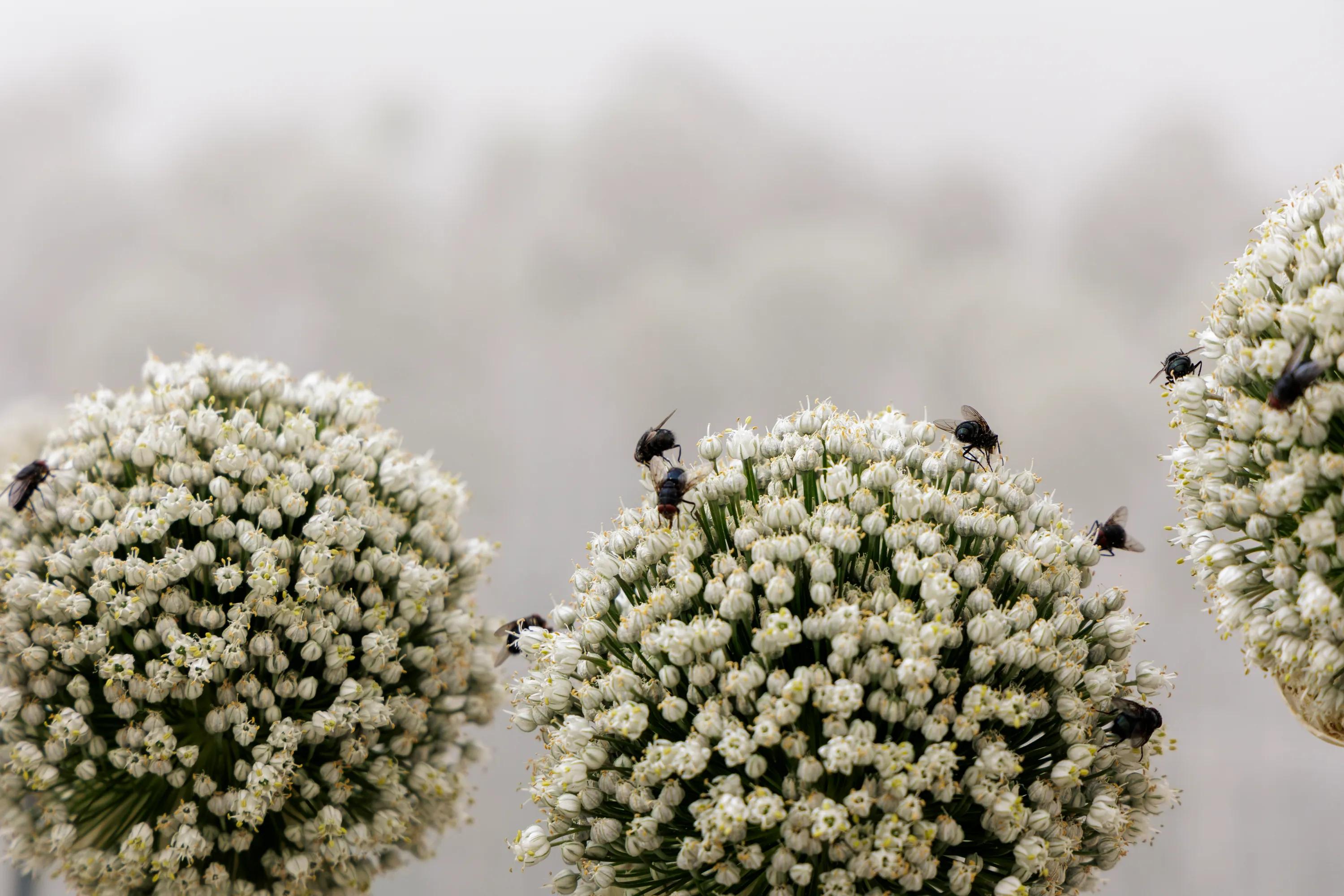 Biodiversity